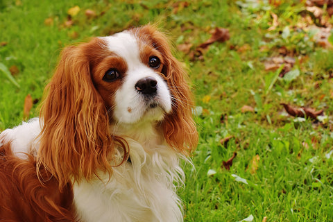 Lorem Ipsum que se encuentran en Internet tienden