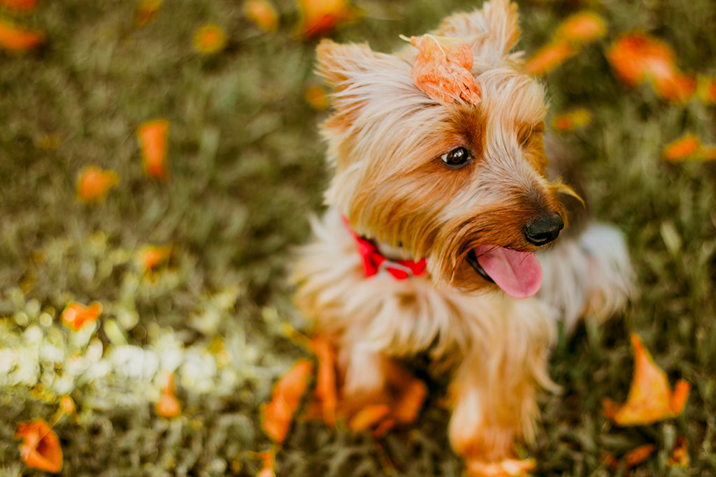 Lorem Ipsum viene de las secciones